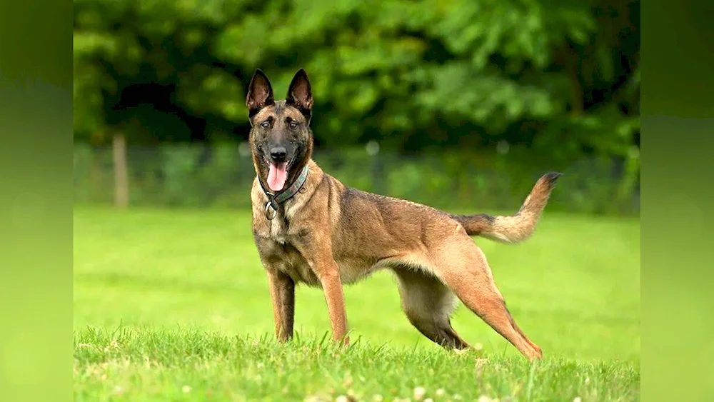 Belgian Shepherd Dog Malinois