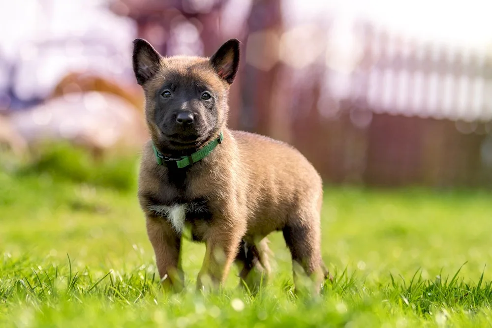 Belgian Shepherd Malinois