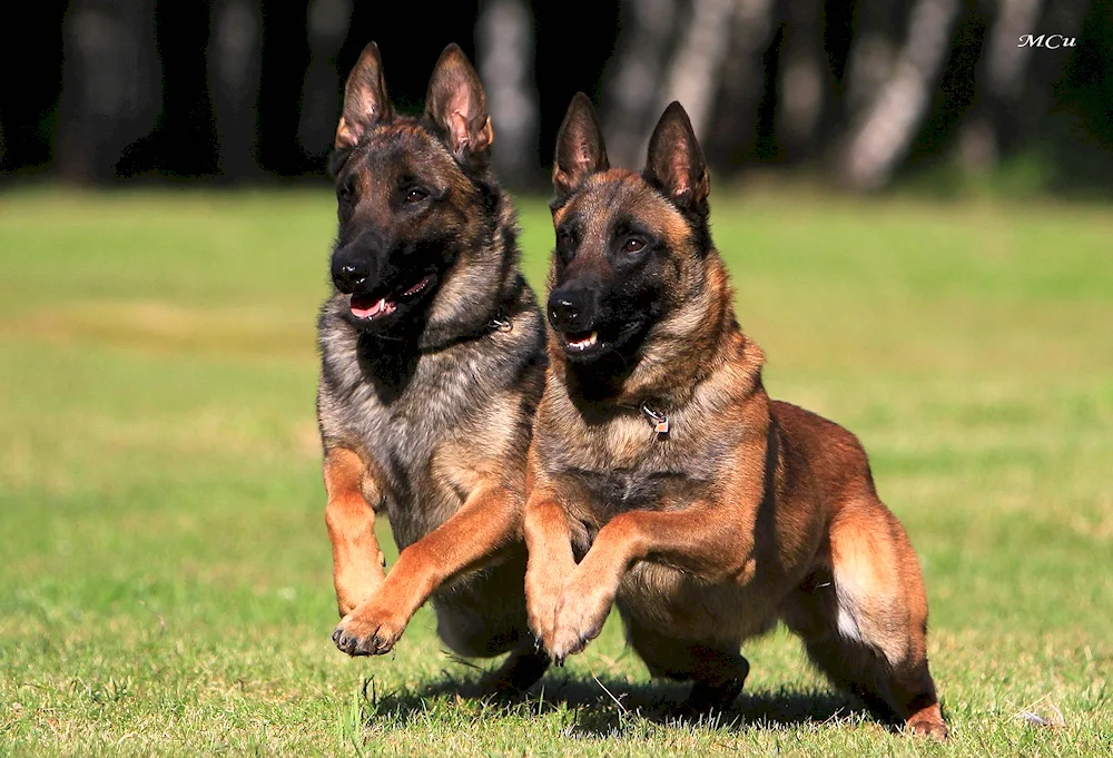 Belgian Shepherd Dog Malinois