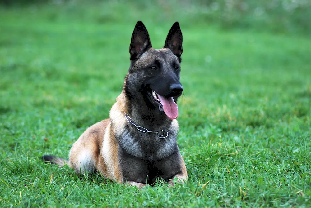 Belgian Shepherd Dog. Malinois