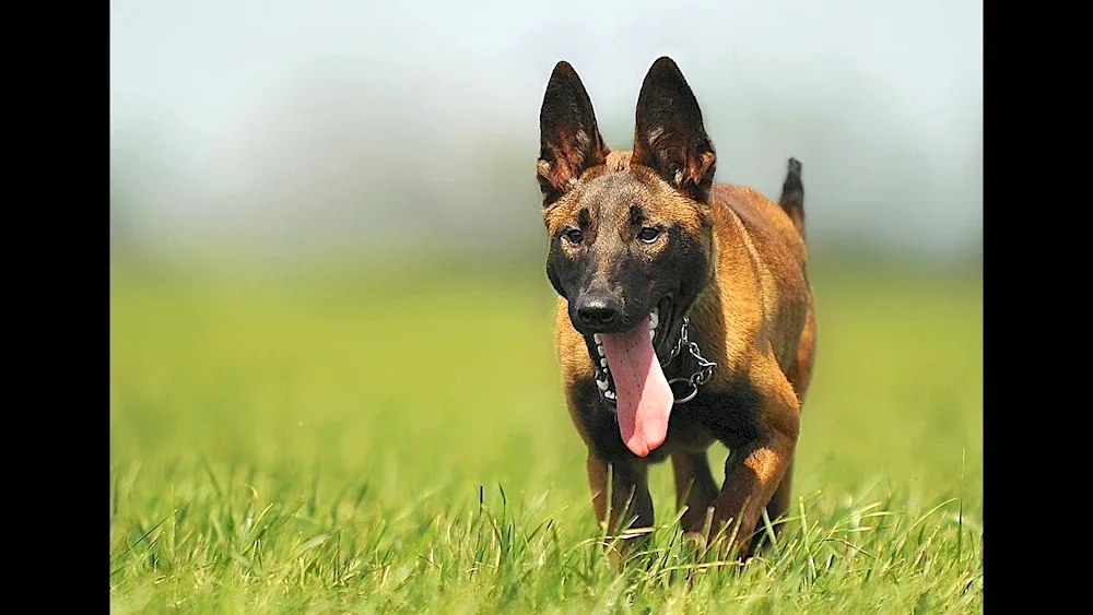 Malinois