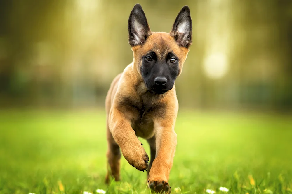 Belgian Shepherd Malinois