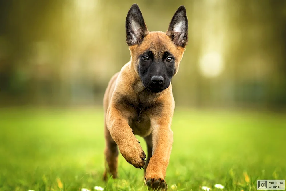 German Shepherd Dog