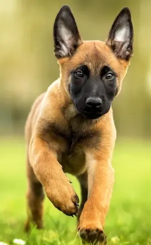 Belgian Shepherd Malinois