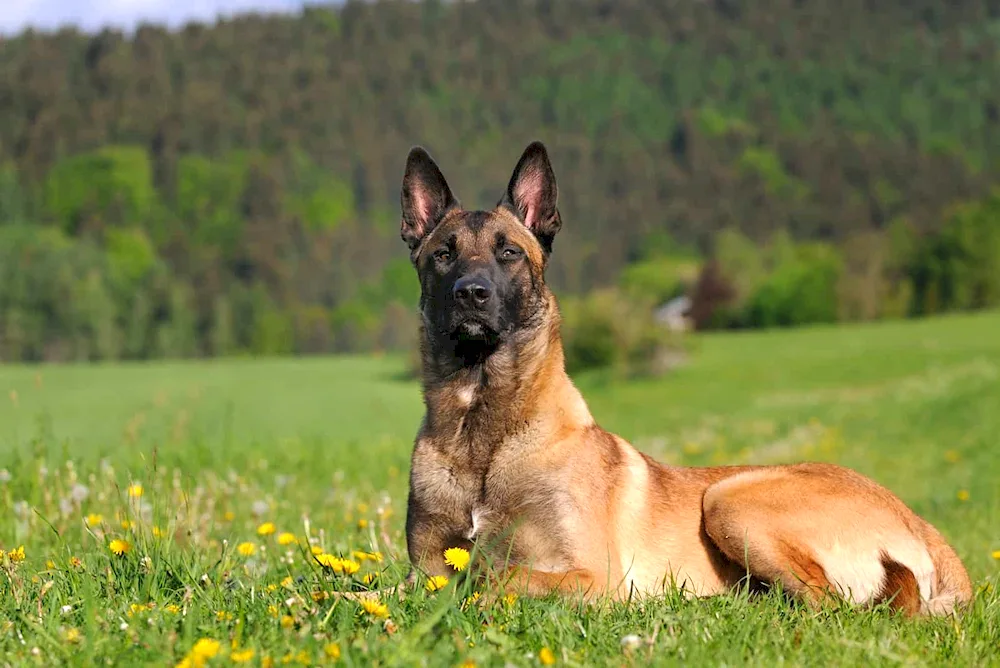 Belgian Shepherd Malinois