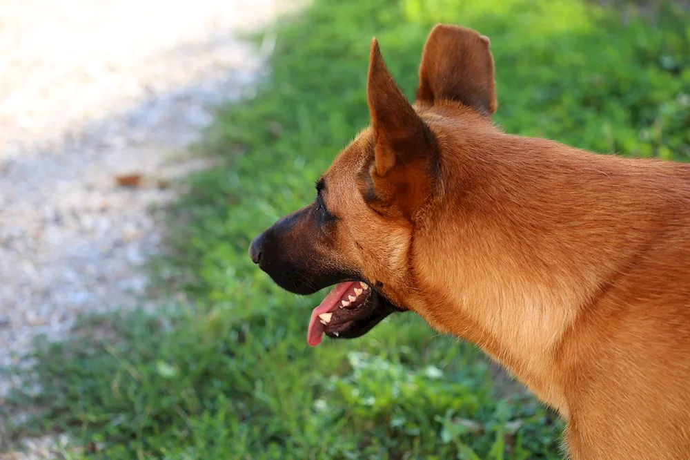 German shepherd dog