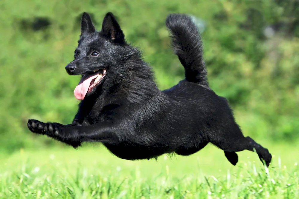 Belgian Shepherd dog Schipperke