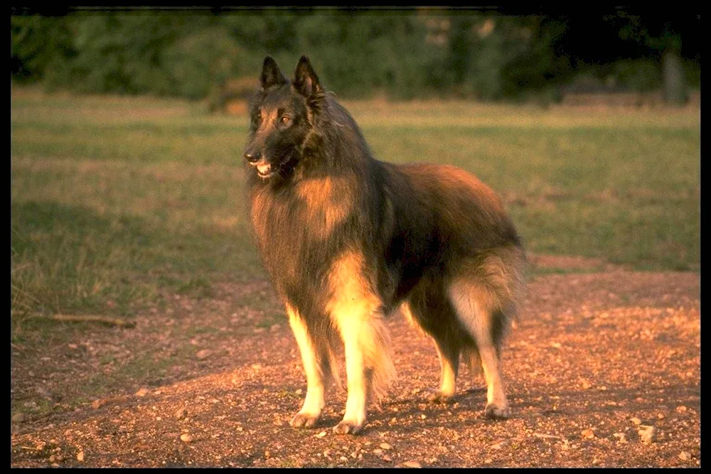 Kucetail Hmong dog