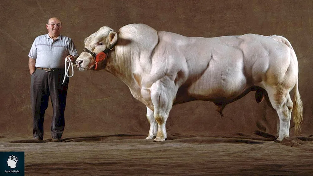 Belgian blue breed Bulls