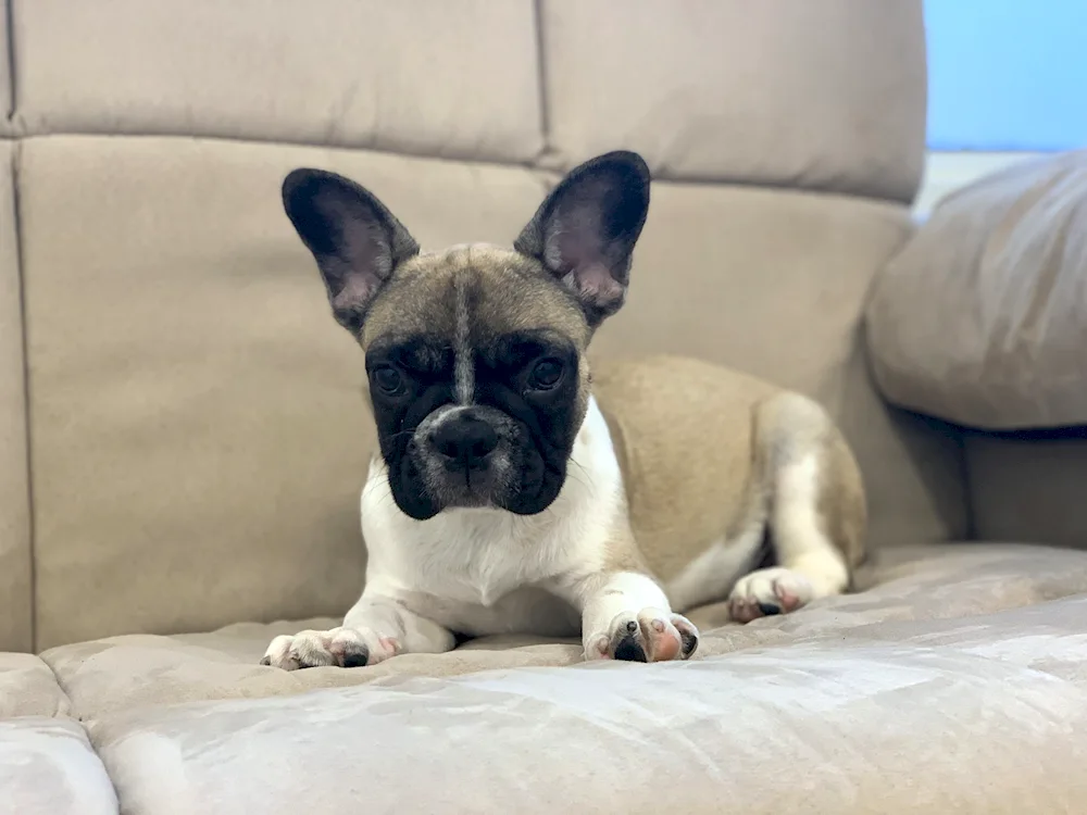 French Bulldog