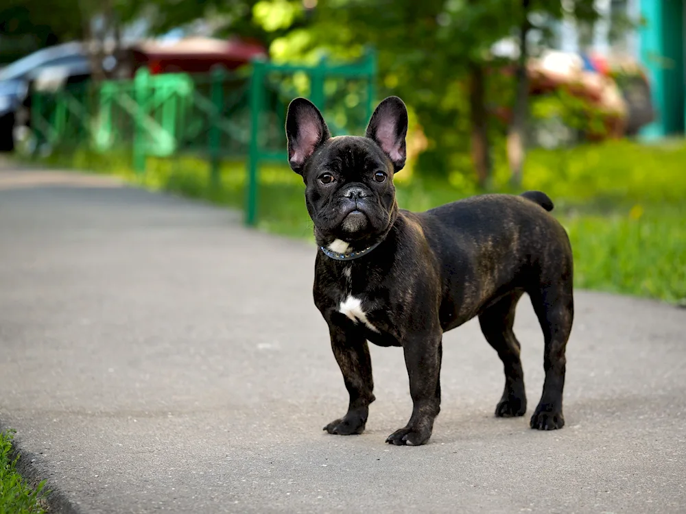 Marbled bulldog