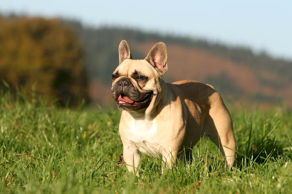 Belgian Bulldog