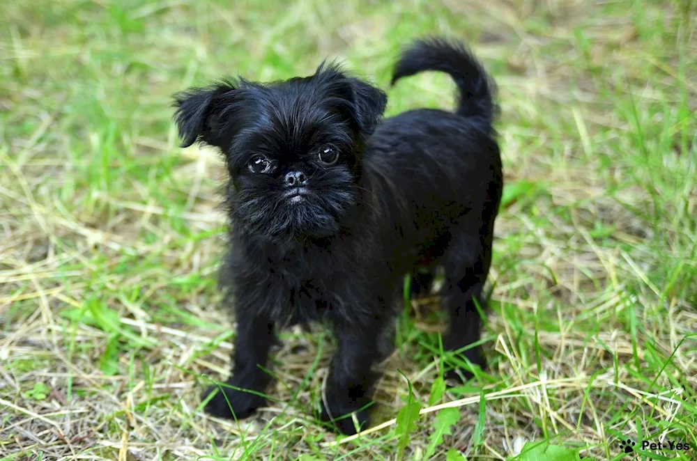 Brussels Griffon