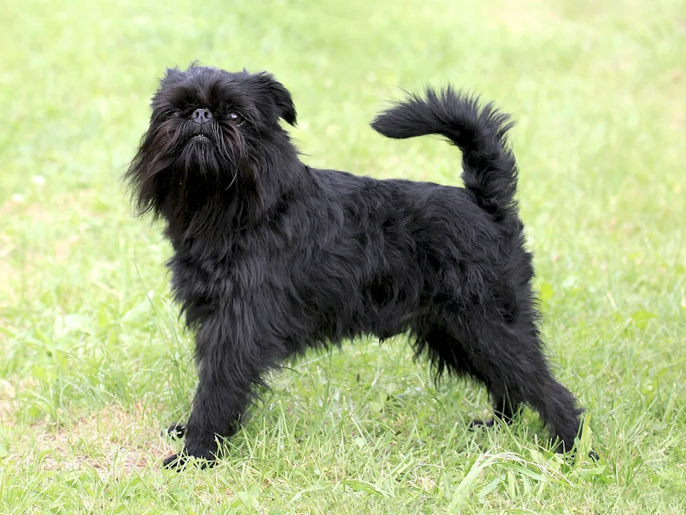 Black Griffon Petit Brabanson