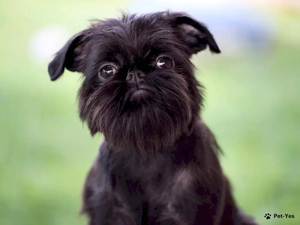 Belgian Griffon