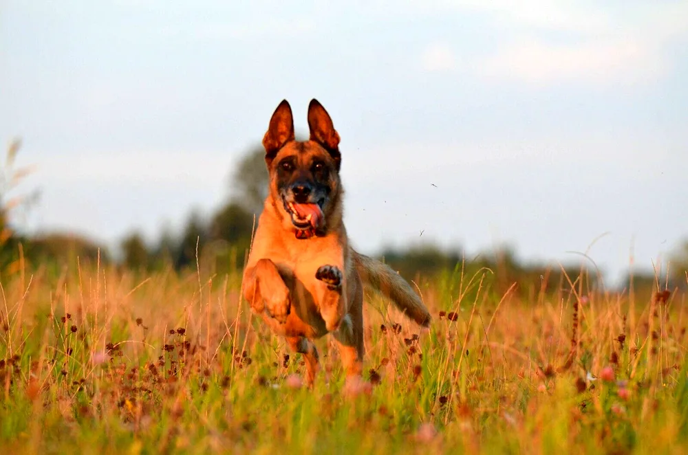 Red Shepherd Dog