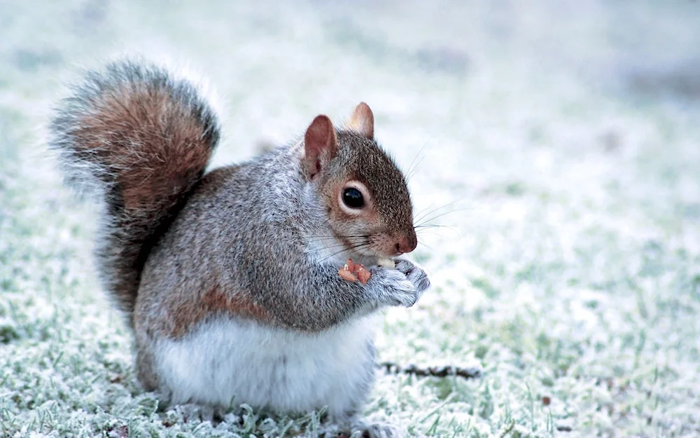 Common squirrel