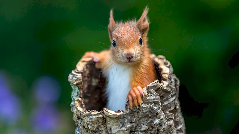 Winter squirrel - Sciurus vulgaris