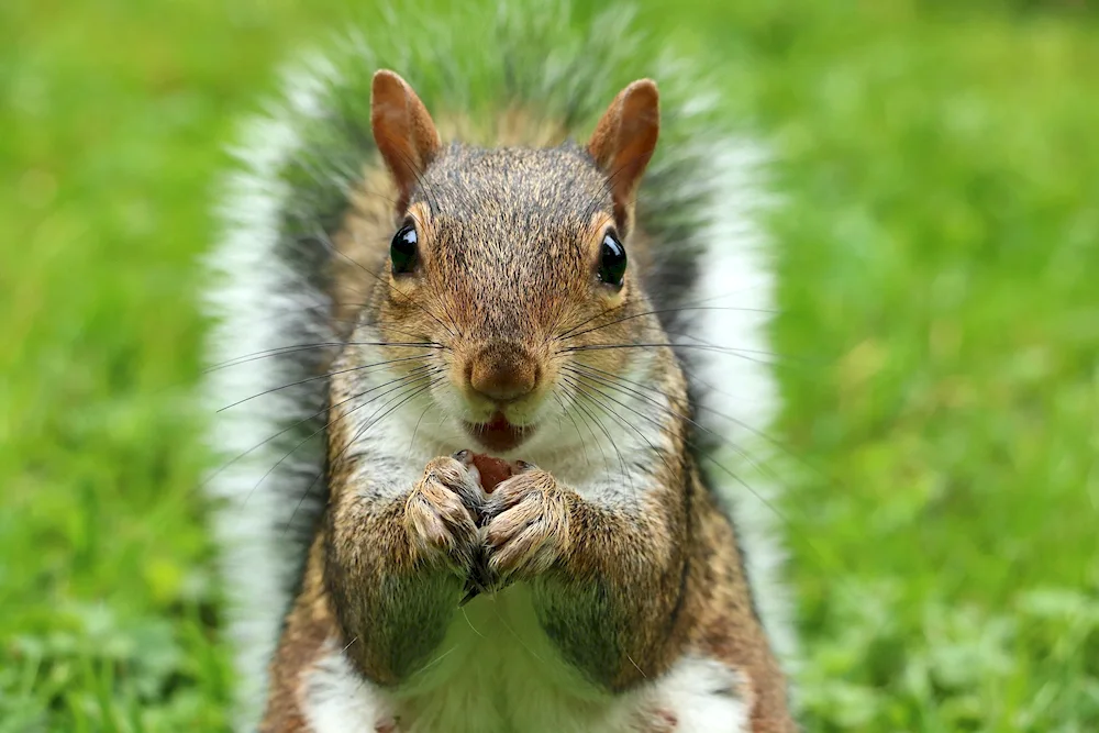 White Squirrels