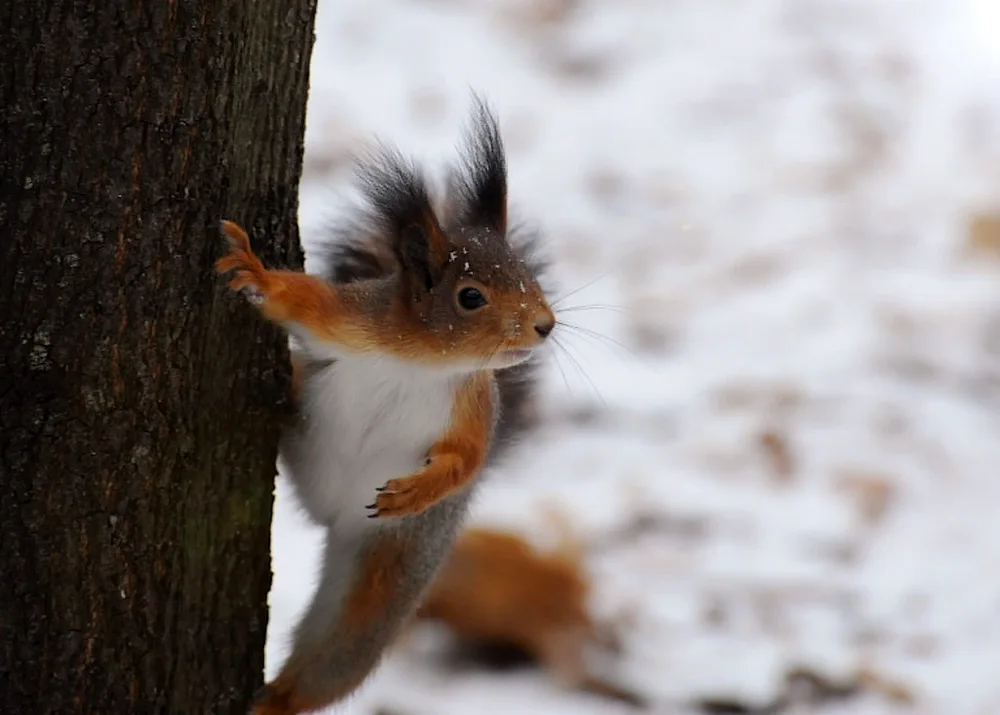 Winter Squirrel animals Aberta