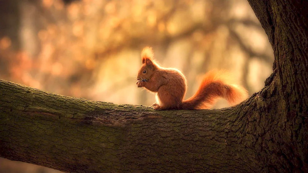 Squirrels on a white background