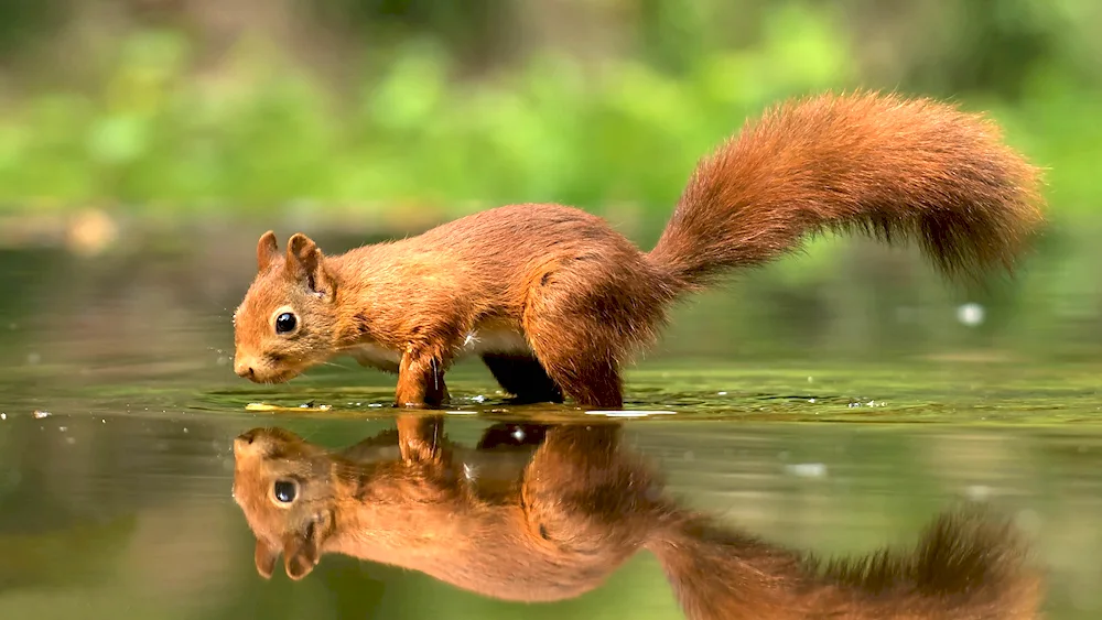 Wallpaper for desktop squirrel