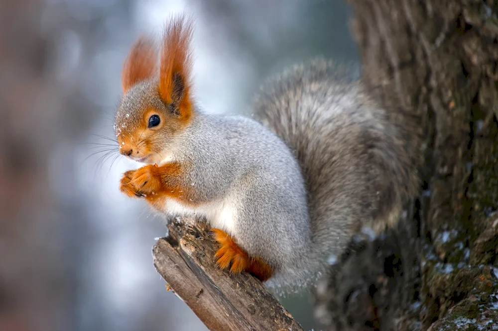 Aberta squirrel