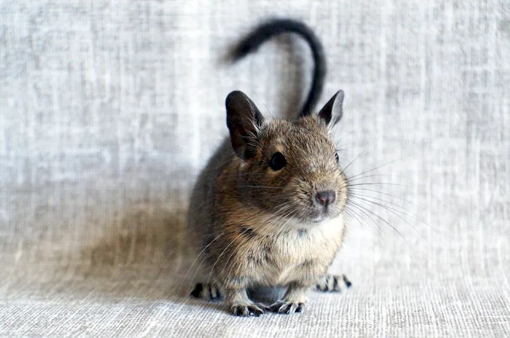 Degu