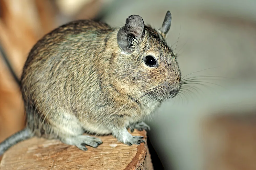 Squirrels degu