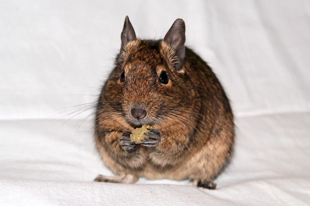 Degu