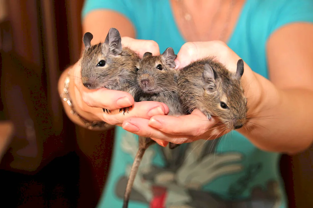 Squirrels degu