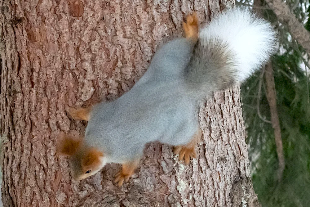 Squirrels with their own hands