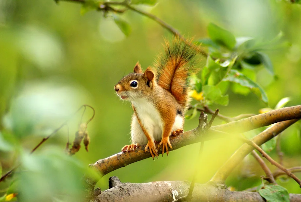 Forest squirrel