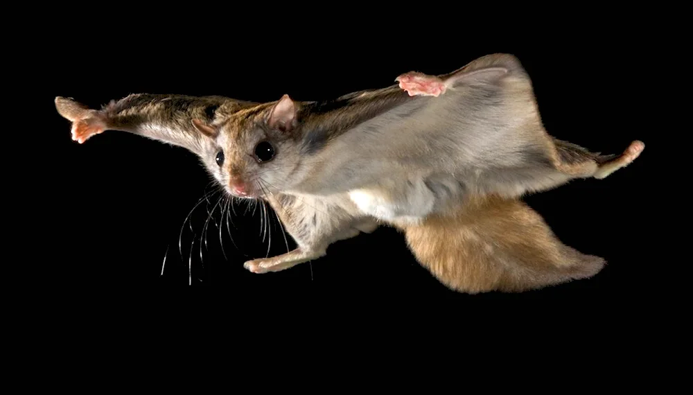 Common flying squirrel