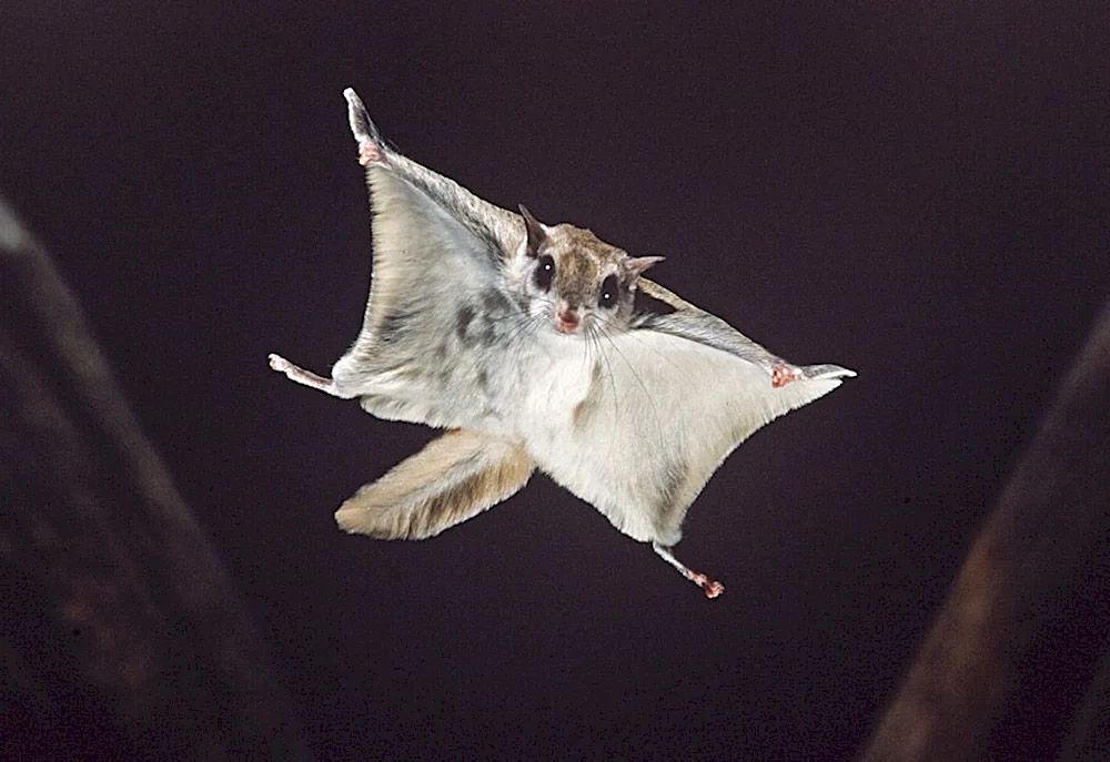 Siberian flying squirrel