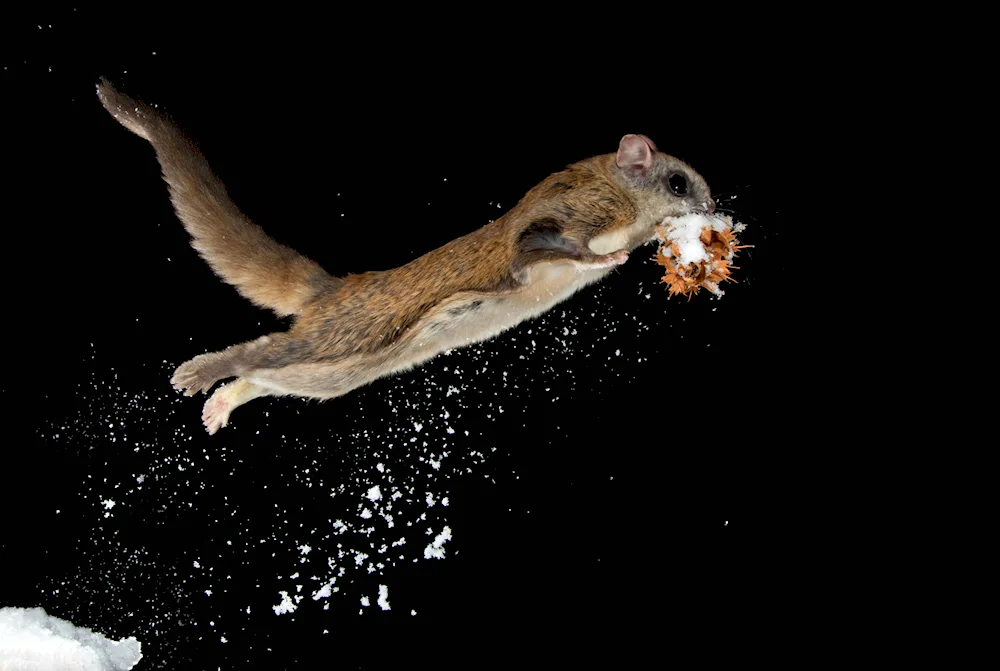 Momonga flying squirrel