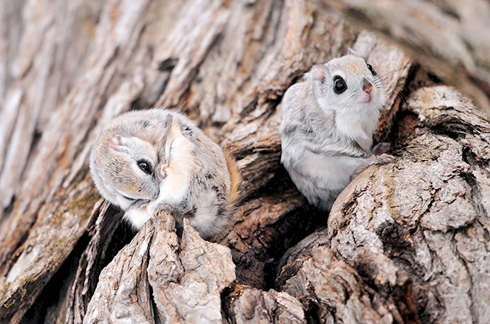 Squirrel Fledgling Momonga