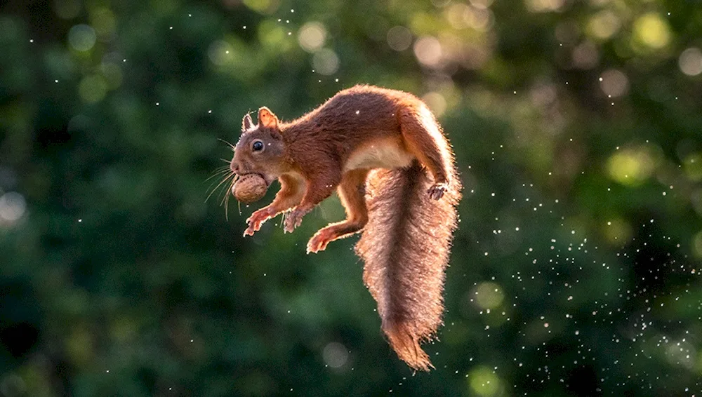 Squirrel Flying