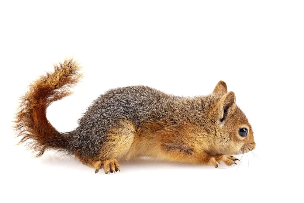 Squirrel on white background