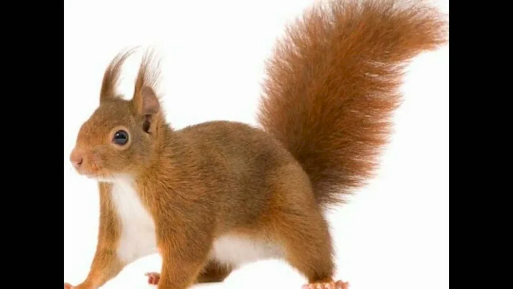 Squirrel on white background