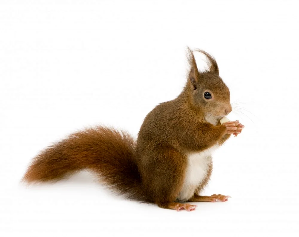 Squirrel on white background