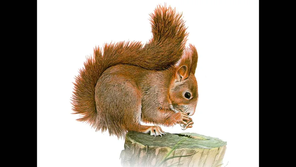 Fiery Wexha squirrel