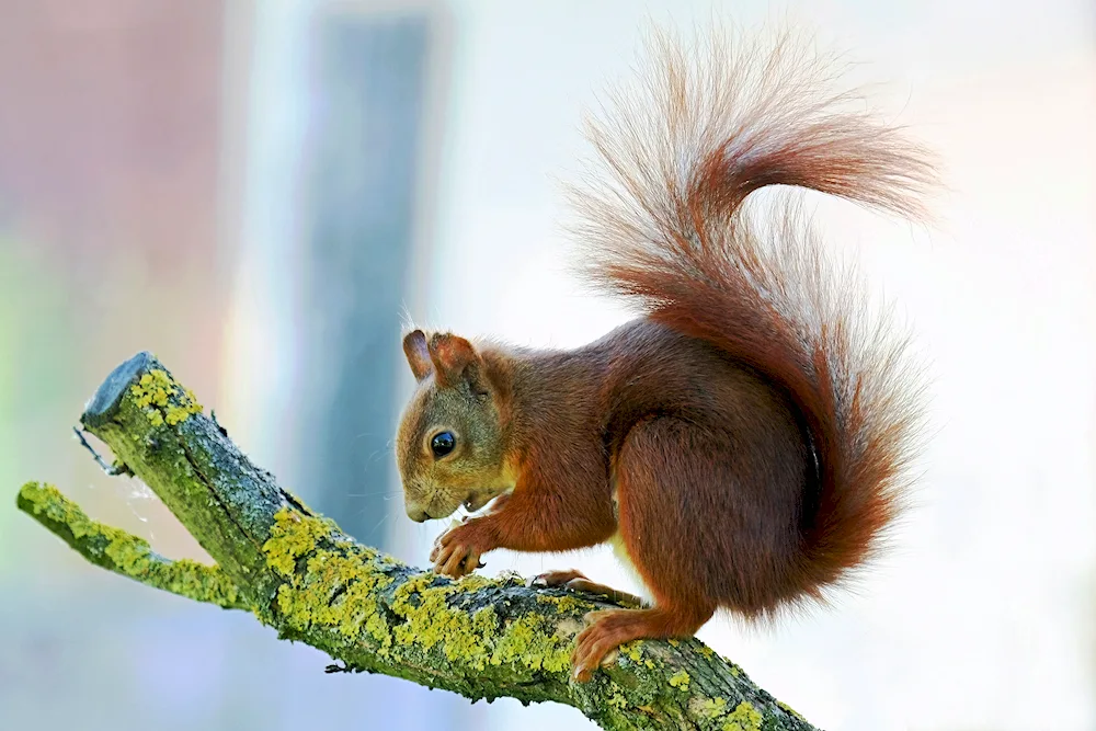 Squirrel with fluffy tail