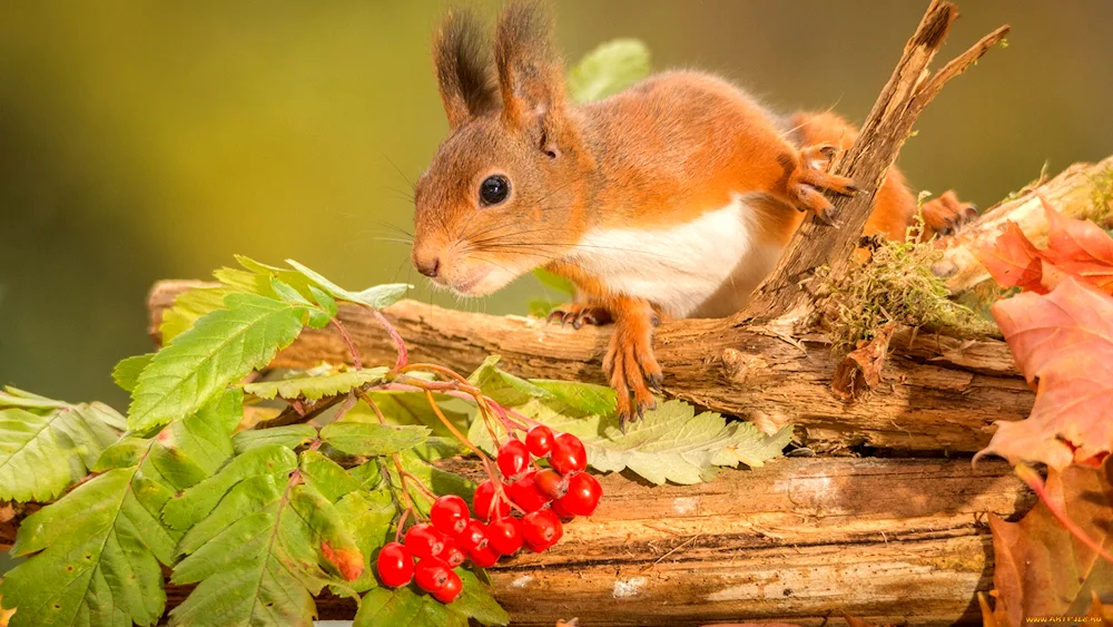 Nature and animals