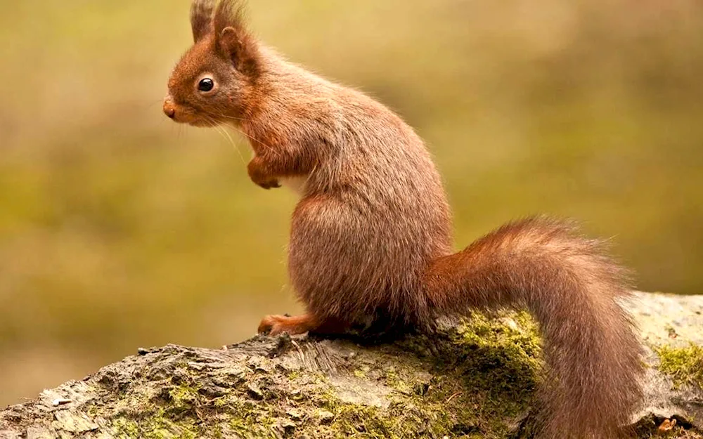 Squirrels and narrow tail
