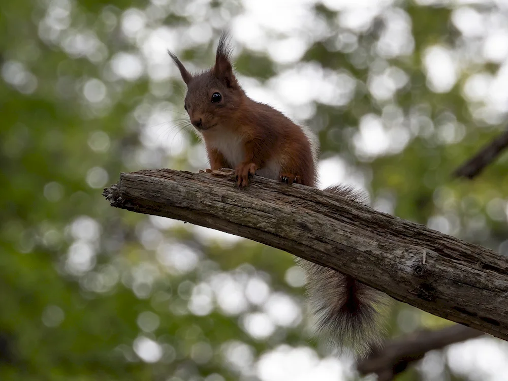 Squirrels in winter