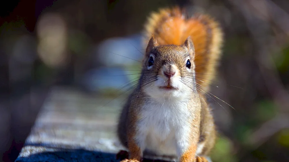 Squirrel. Sandpiper