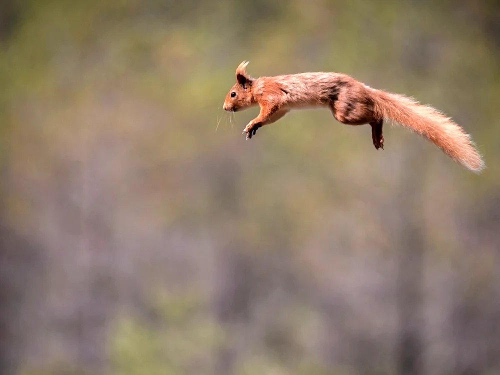 Squirrel jumps