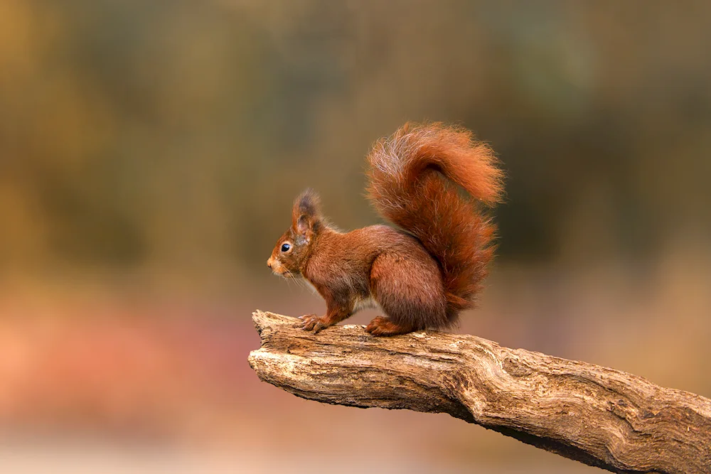 Squirrel tail