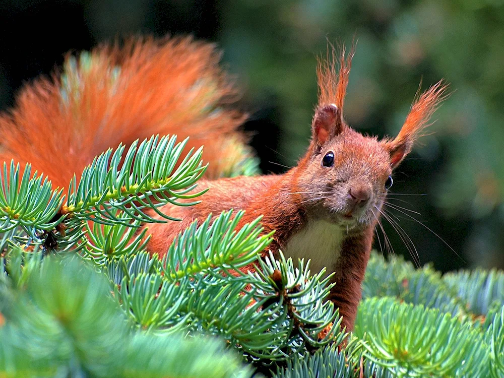 Pine woods squirrel spruce forest squirrel broad-leaved forest